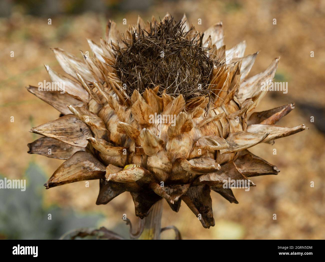 Eine tote Artischockenblume im Spätsommer Stockfoto