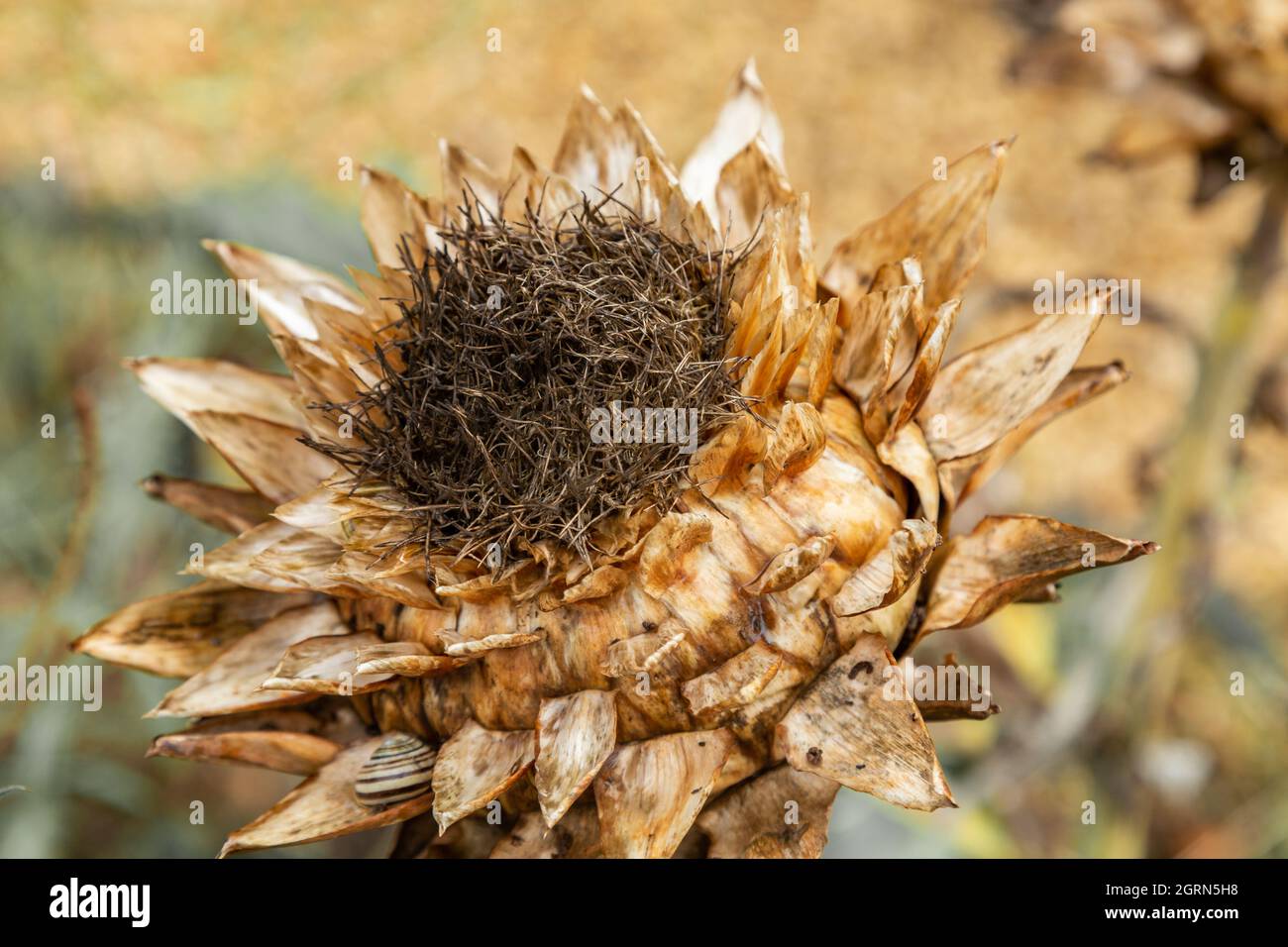 Eine tote Artischockenblume im Spätsommer Stockfoto