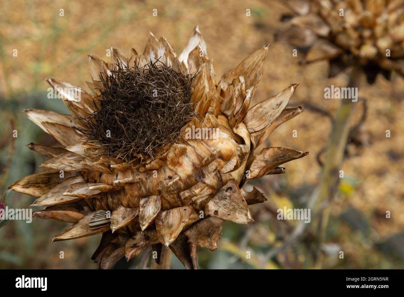 Eine tote Artischockenblume im Spätsommer Stockfoto