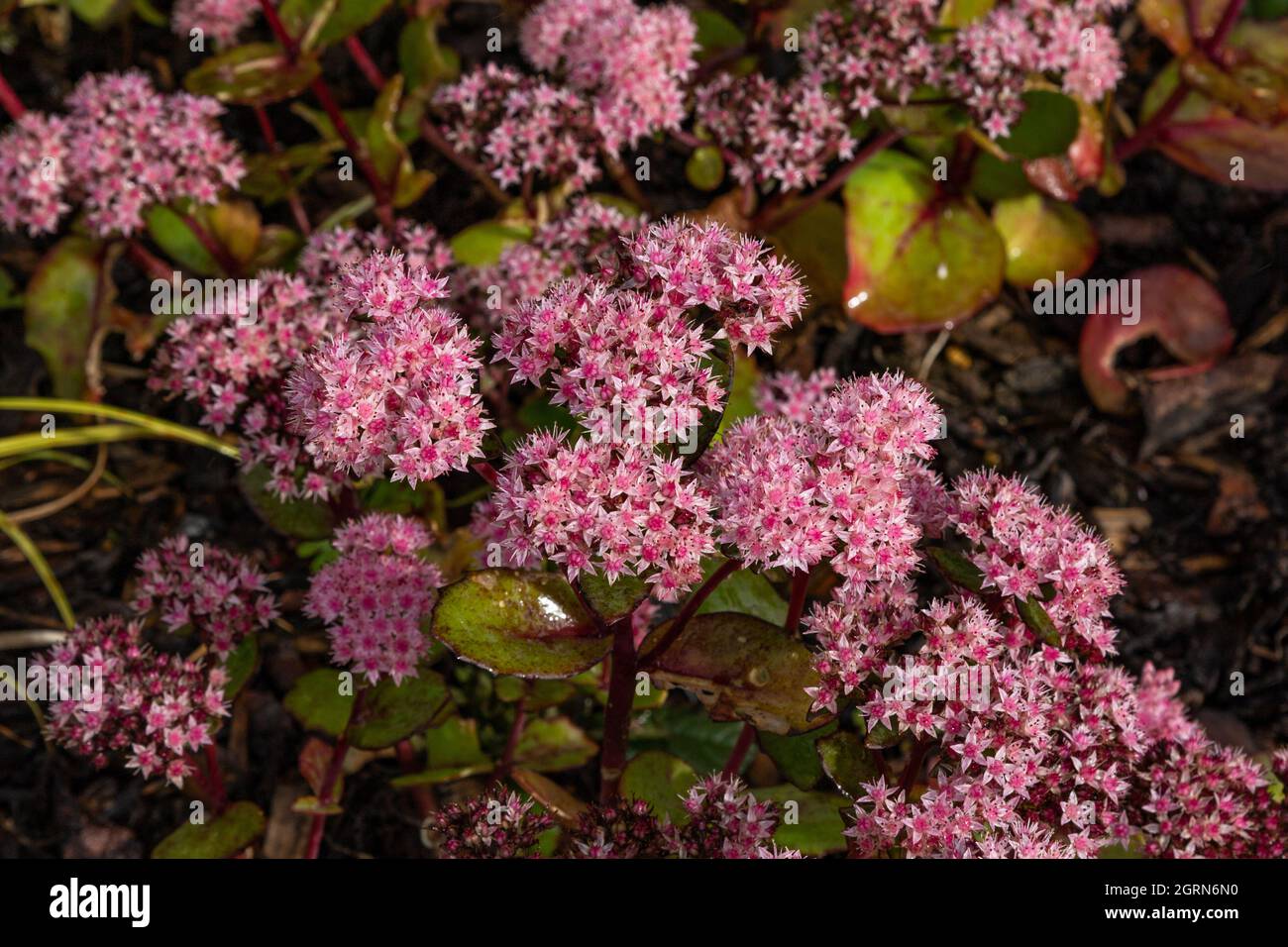 Sedum 'Autumn Joy' in voller Blüte. Stockfoto