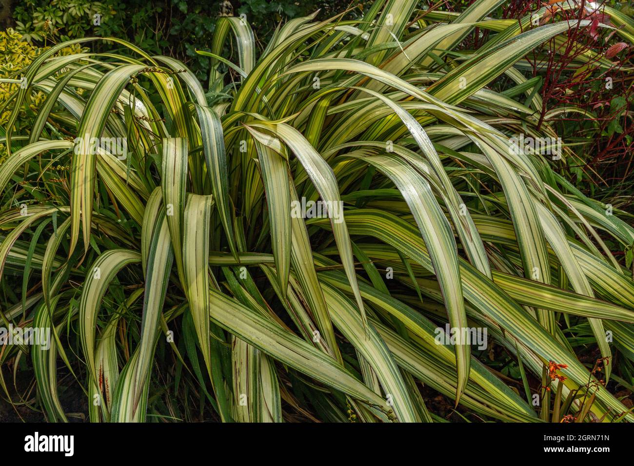 Eine große phormium-Pflanze. Stockfoto