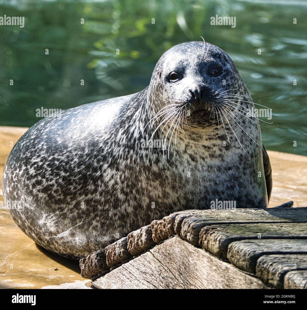 Niedliche Seehunde im berliner Zoo. Interessante und schöne Tiere Stockfoto