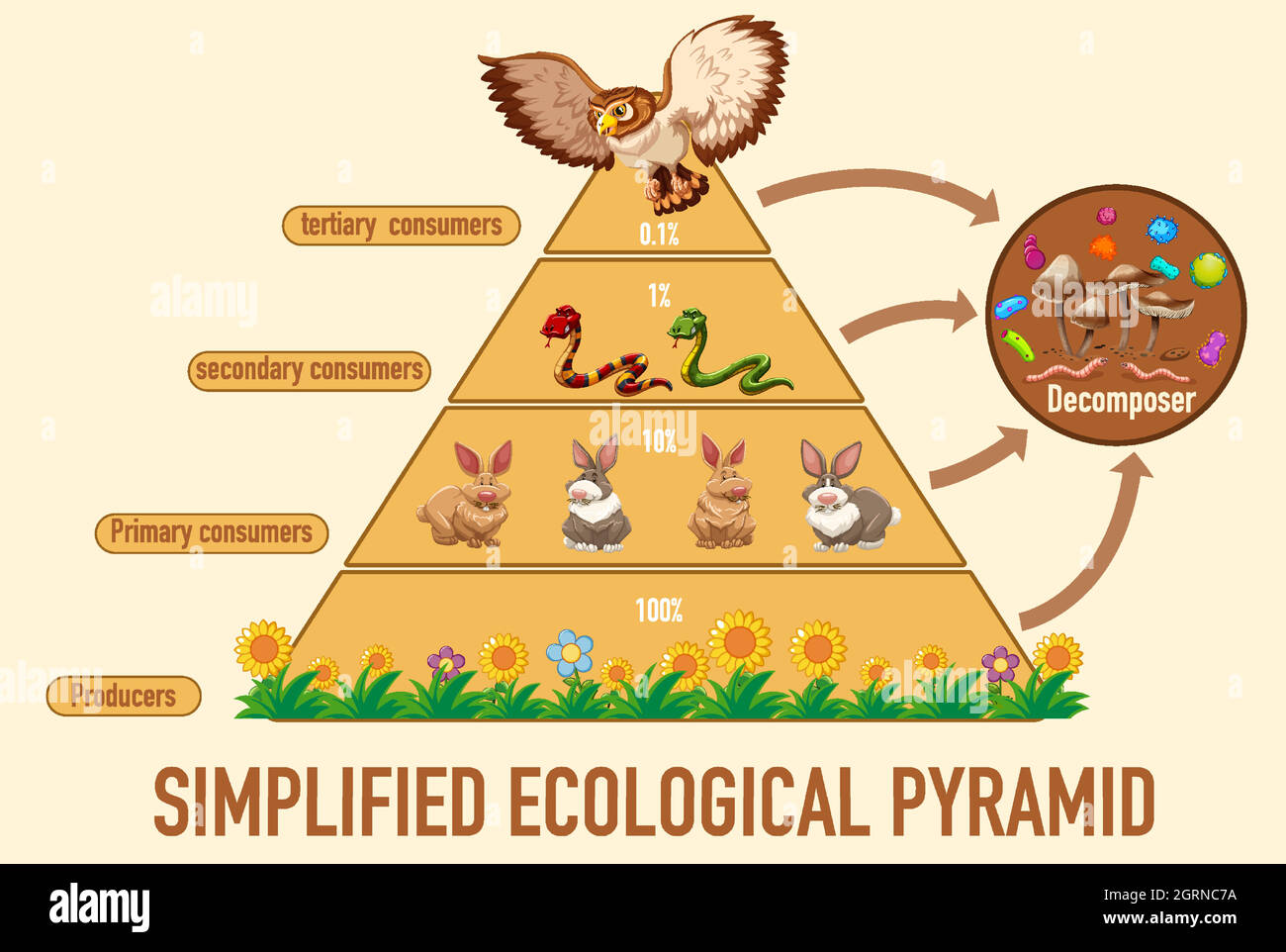 Die Wissenschaft vereinfachte die ökologische Pyramide Stock Vektor