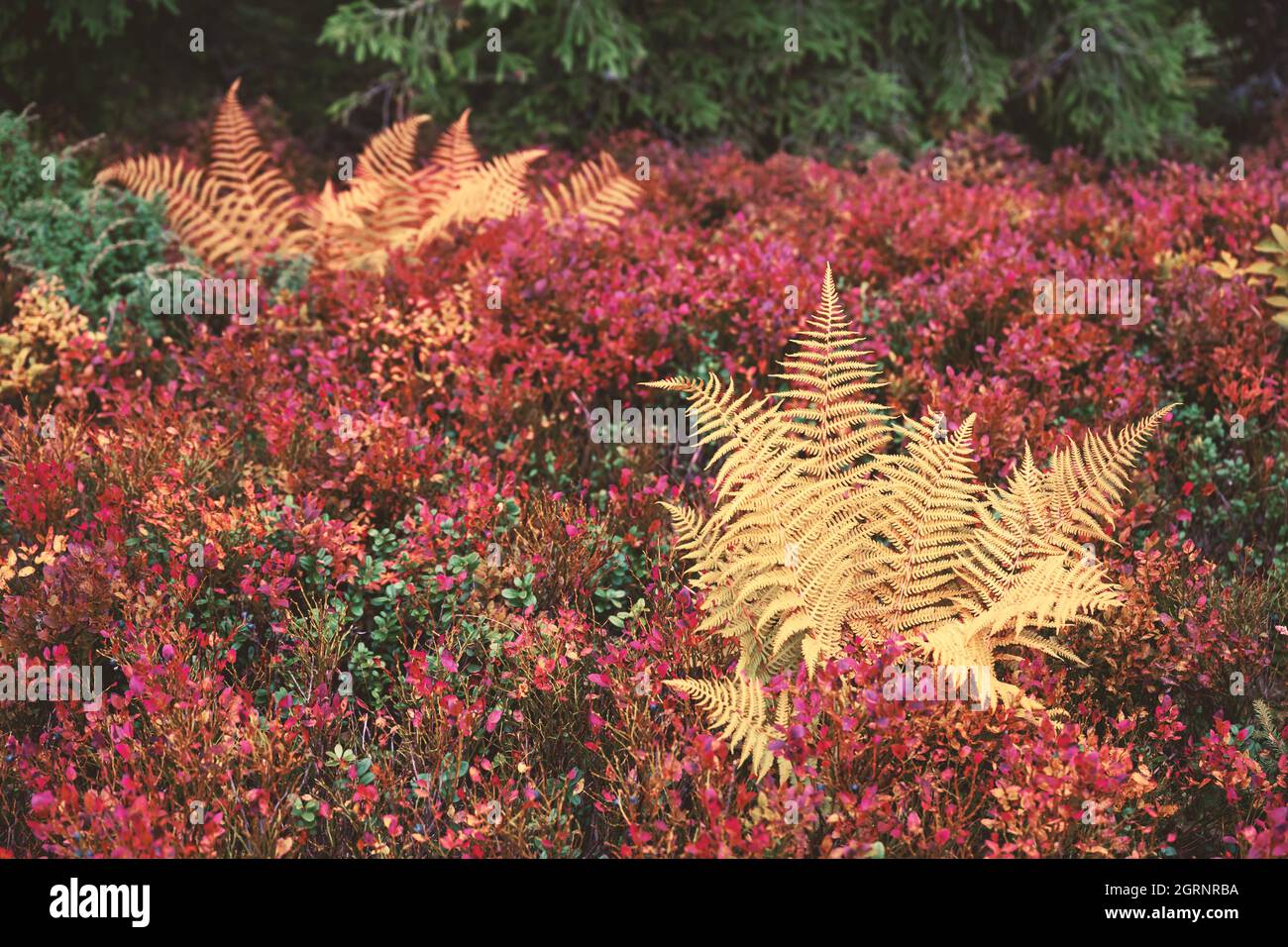 Herrliche Aussicht auf orangefarbene Heidelbeersträucher, die eine Herbstwiese in den Karpaten bedecken, Ukraine. Landschaftsfotografie Stockfoto