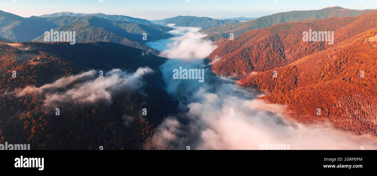 Erstaunlicher Morgennebel in den Herbstbergen. Wunderschönes Sonnenaufgangslicht leuchtet auf dem roten Buchenwald. Drohnenpanorama. Landschaftsfotografie Stockfoto