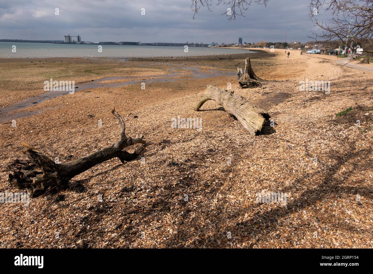 Umgestürzte Baumstämme und Bäume an der Weston Shore am Southampton Water Hampshire England Stockfoto