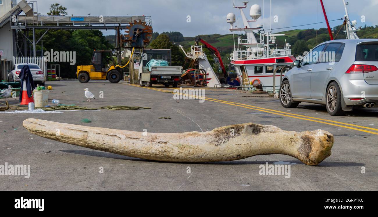Whale Kieferknochen liegt auf dem Landungssteg Trawler entladen im Hintergrund Stockfoto