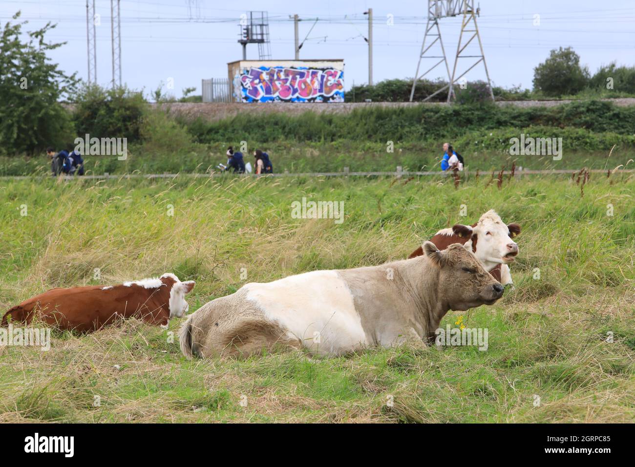 Viehweiden auf Hackney-Sümpfen in Stoke Newington, im Nordosten von London, Großbritannien Stockfoto