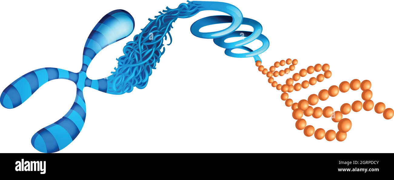 Desoxyribonukleinsäure Stock Vektor