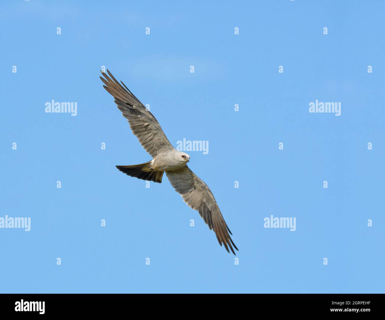 Wunderschöner grauer Mississippi Kite, der gegen den blauen Himmel ragt Stockfoto