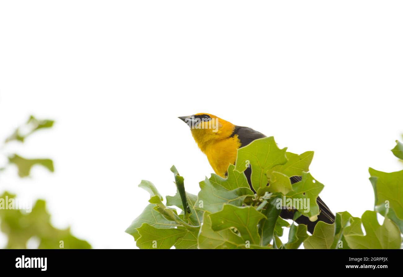 Gelbkopf-Amsel auf einer Eiche bei bewölktem Himmel Stockfoto