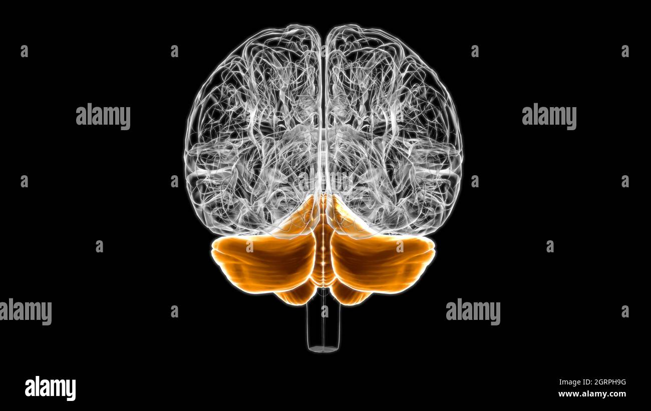 Gehirn Cerebellum Anatomie für Medical Concept 3D Illustration Stockfoto