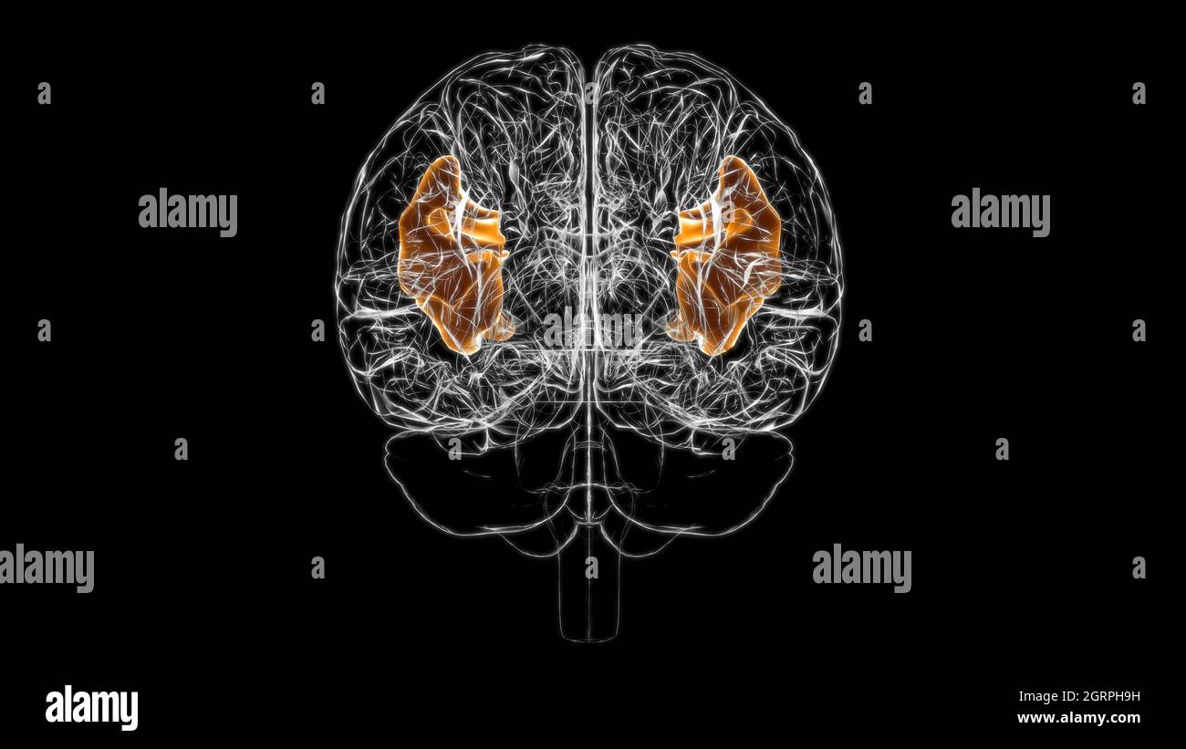 Gehirn inferior frontaler Gyrus Anatomie für Medical Concept 3D Illustration Stockfoto