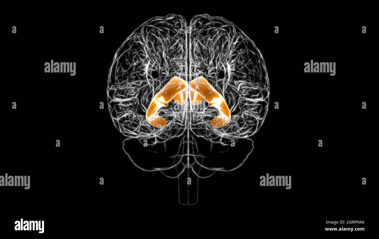 Anatomie des lateralen Ventrikels des Gehirns für Medical Concept 3D-Illustration Stockfoto