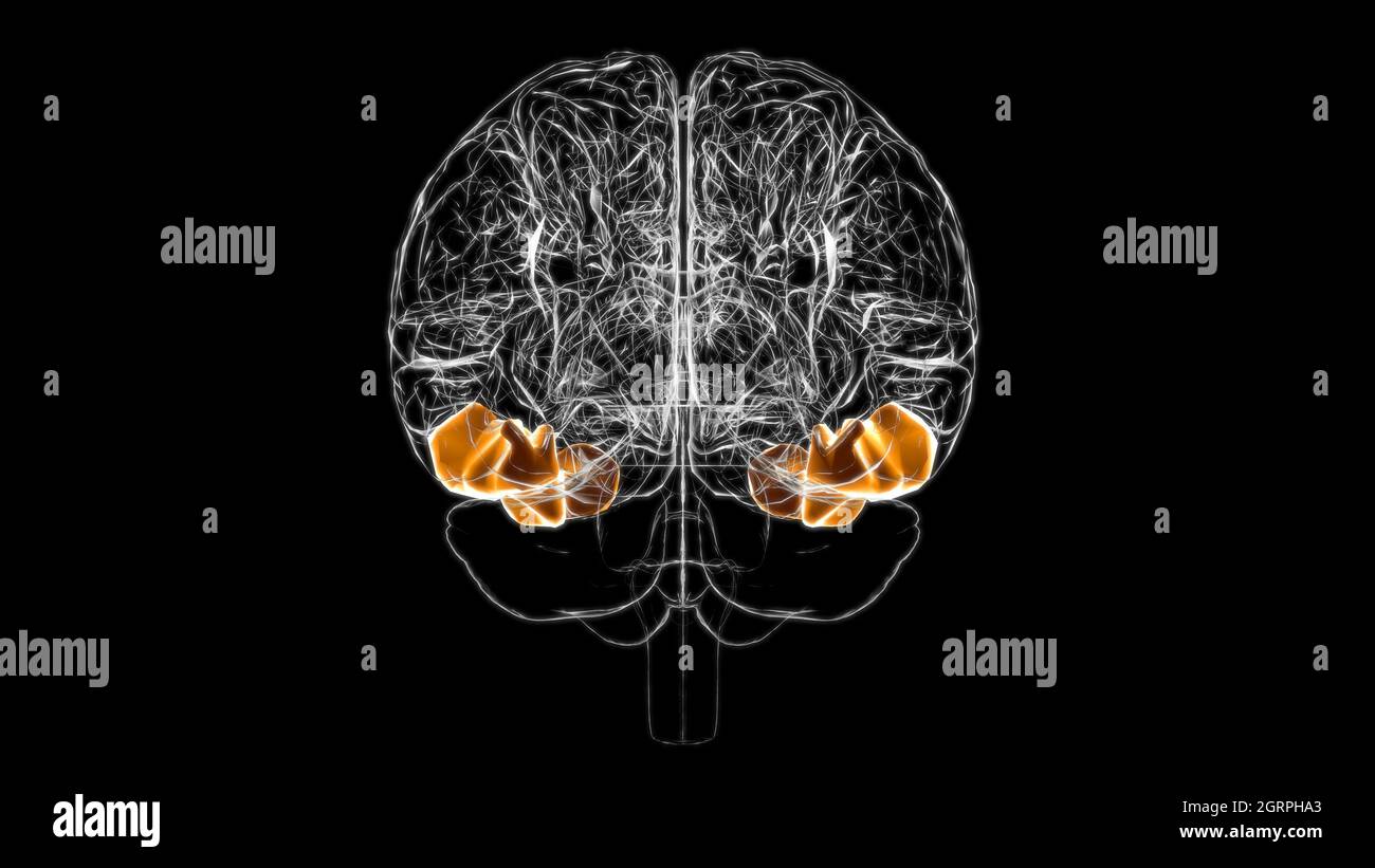 Gehirn inferior temporal Gyrus Anatomy for Medical Concept 3D Illustration Stockfoto