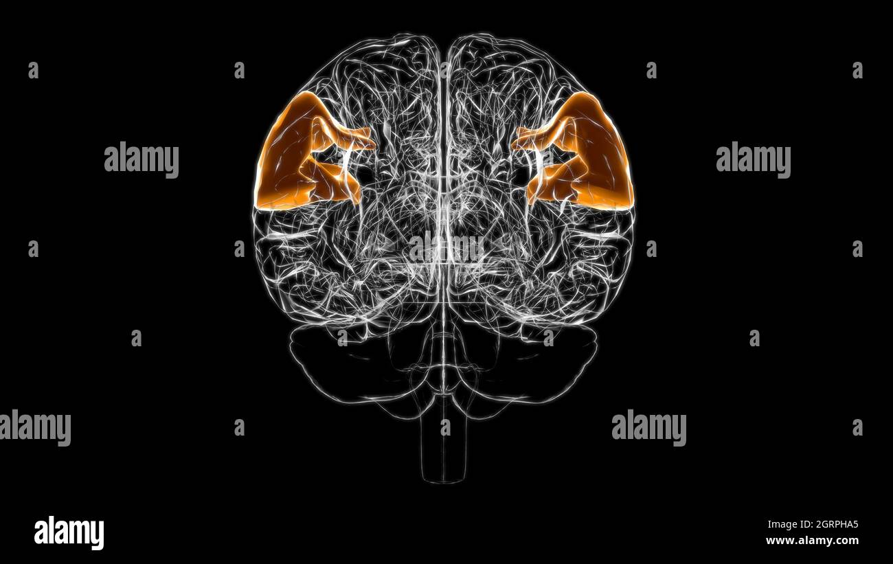 Gehirn supramarginale Gyrus Anatomie für Medical Concept 3D Illustration Stockfoto