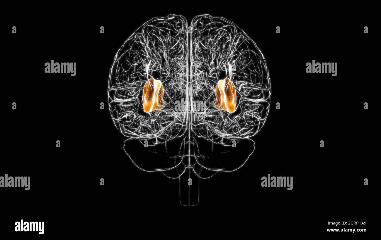 Brain insula Anatomy for Medical Concept 3D Illustration Stockfoto