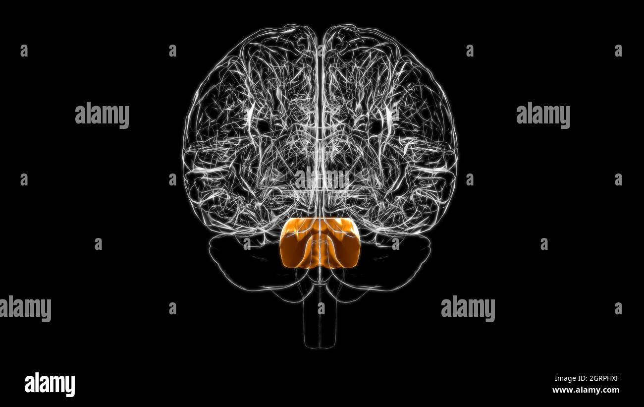 Brain pons Anatomy for Medical Concept 3D Illustration Stockfoto