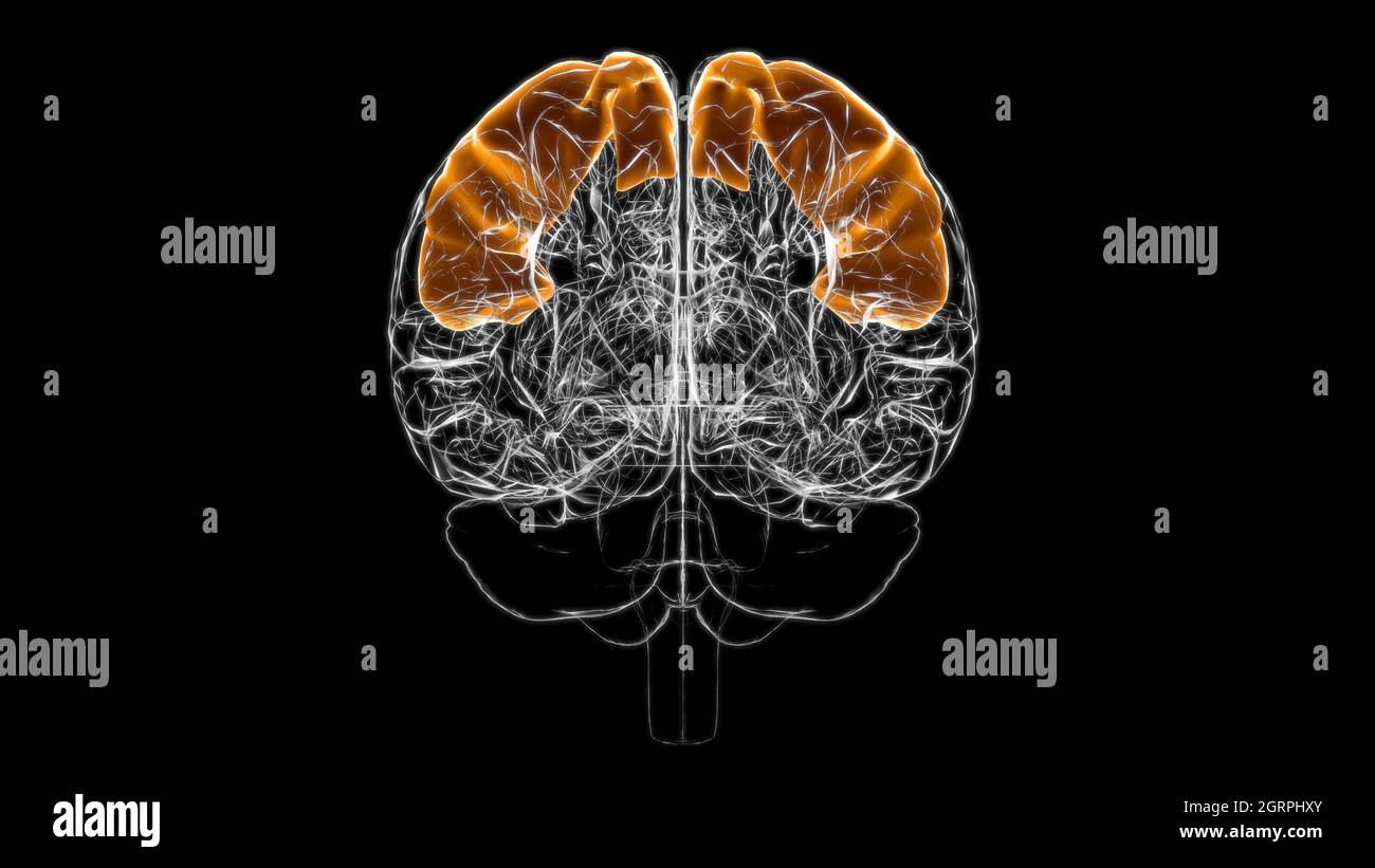 Gehirn postzentralen Gyrus Anatomie für Medical Concept 3D Illustration Stockfoto