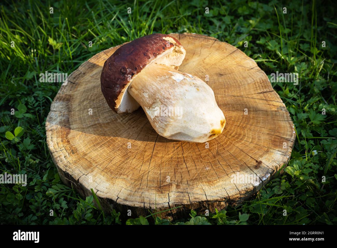 Große weiße Pilz Steinpilze auf Holzplatte im Herbstgarten. Food-Fotografie Stockfoto