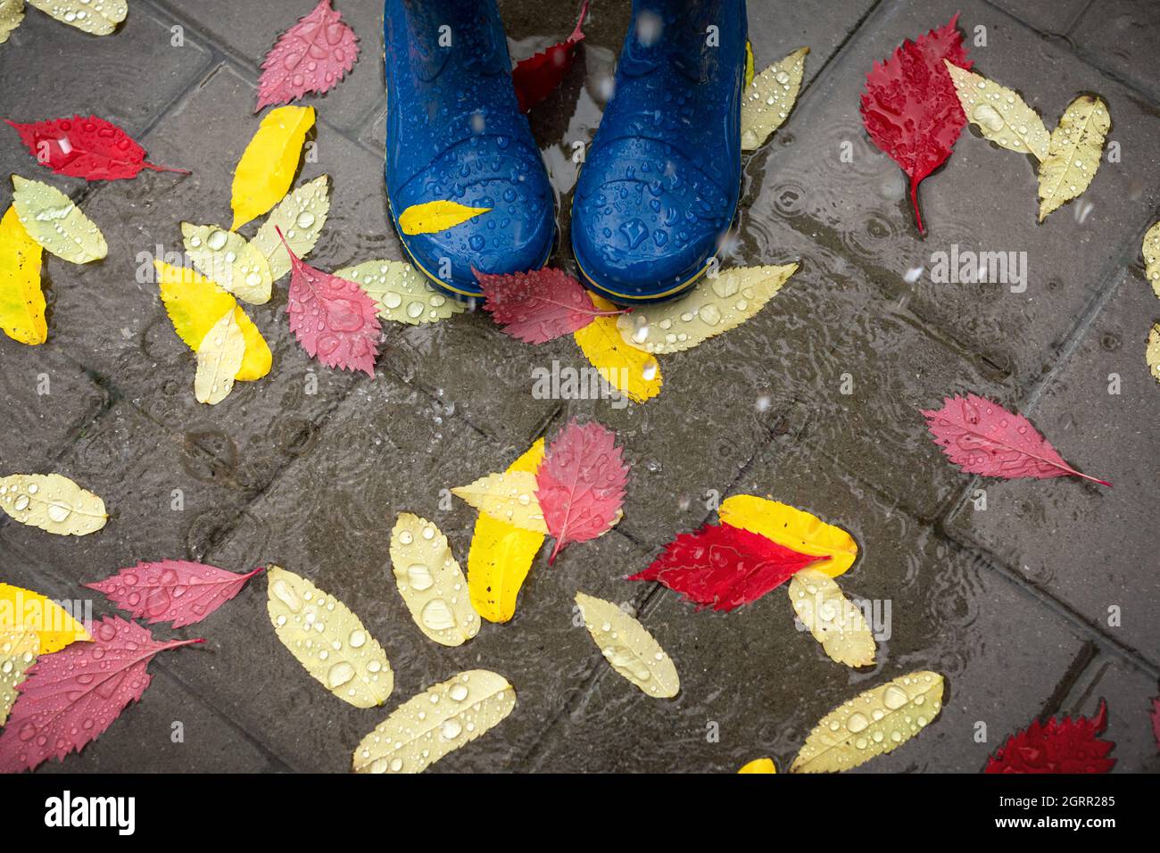 Füße in blauen Gummistiefeln, die in einem nassen Betonpflaster mit Herbstblättern im Regen mit Regenschirm-Schatten stehen. Herbstkonzept Stockfoto