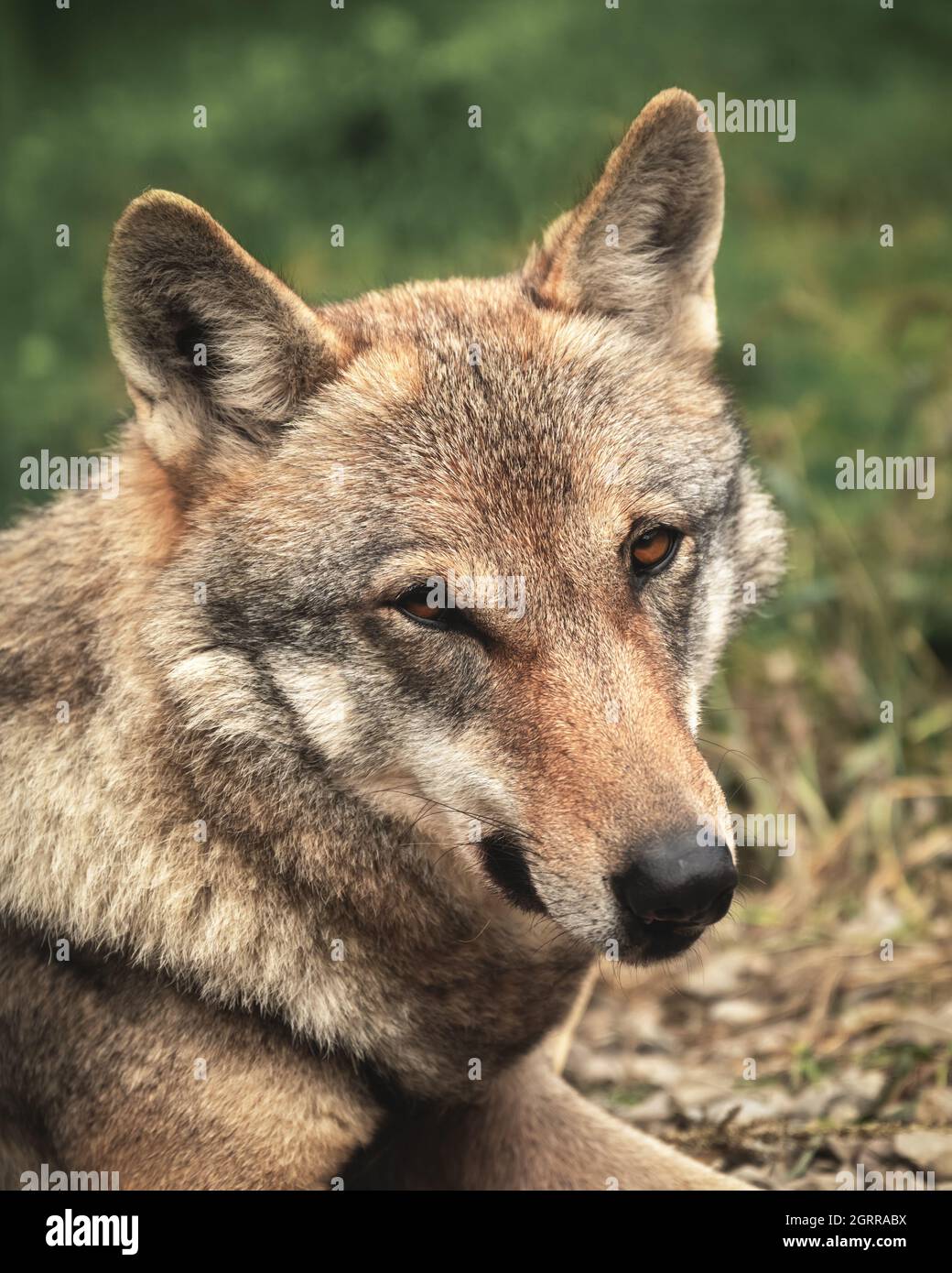 Gesichtsporträt eines europäischen Wolfes, der direkt in die Kamera schaut. Tierfotografie Stockfoto