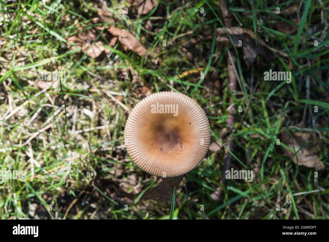 Tawny Grisette (Amanita fulva) Stockfoto