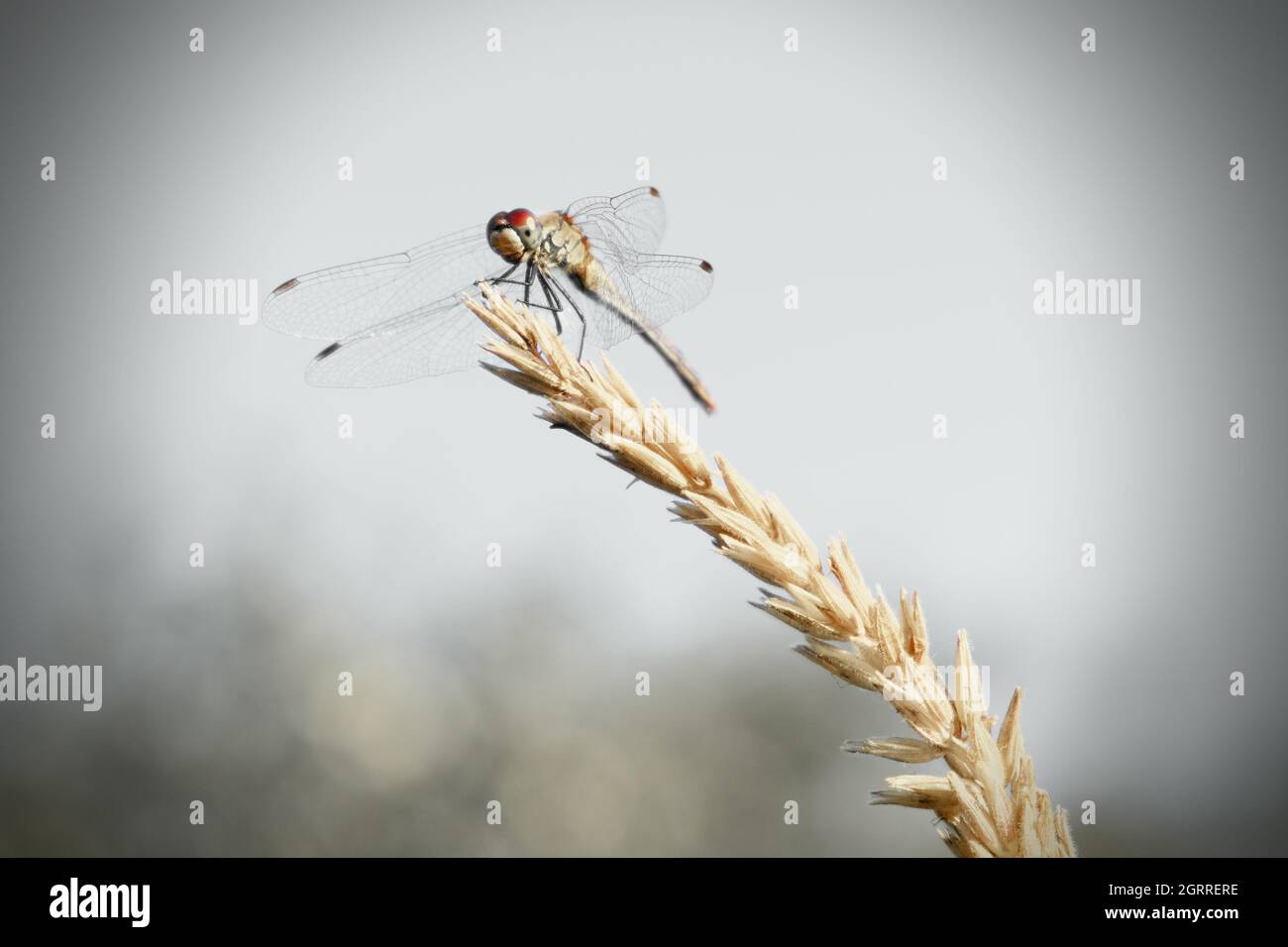 Die Fliege auf gelbem Ohr in feiner Kunstfarbe Stockfoto