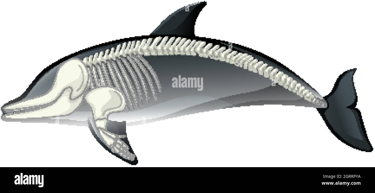 Skelett Anatomie des Delphins isoliert auf weißem Hintergrund Stock Vektor