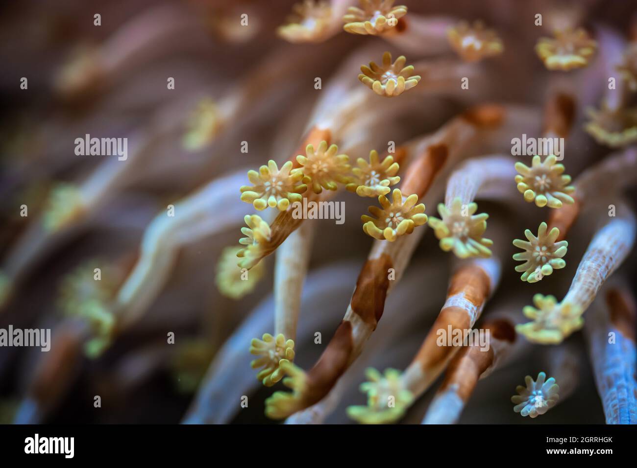 Alveopora Gänseblümchen-Seenkoralle mit blumenähnlichen Tentakeln, die unter UV-Licht leuchten, Nahaufnahme-Details - abstraktes Unterwasserbild der Unterwasserwelt Stockfoto