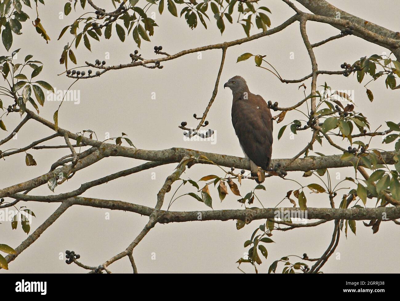 Grauer Fischadler (Icthyophaga ichthyaetus), Erwachsener, der im Baum Kaziranga NP, Assam, Indien, thront Januar Stockfoto