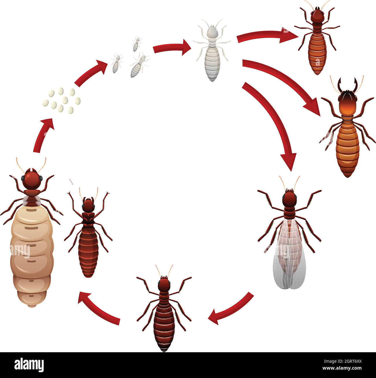 Ein Termitenlebenszyklus Stock Vektor