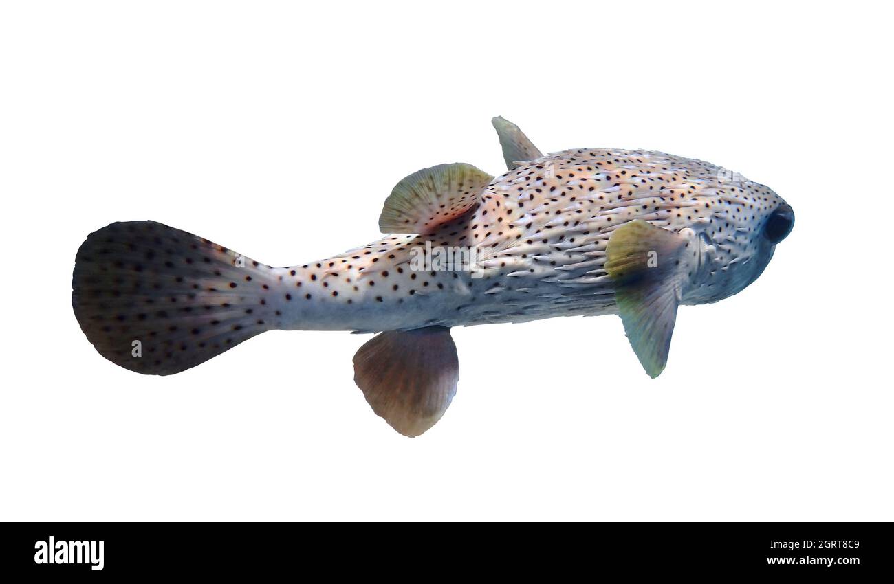 Pisoned Porcupinefish (Igelfische, Blasfische, Ballonfische, Kugelfische, Kugelfische) isoliert auf weißem Hintergrund, Rotes Meer, Ägypten. Unterwasserfoto, Stockfoto