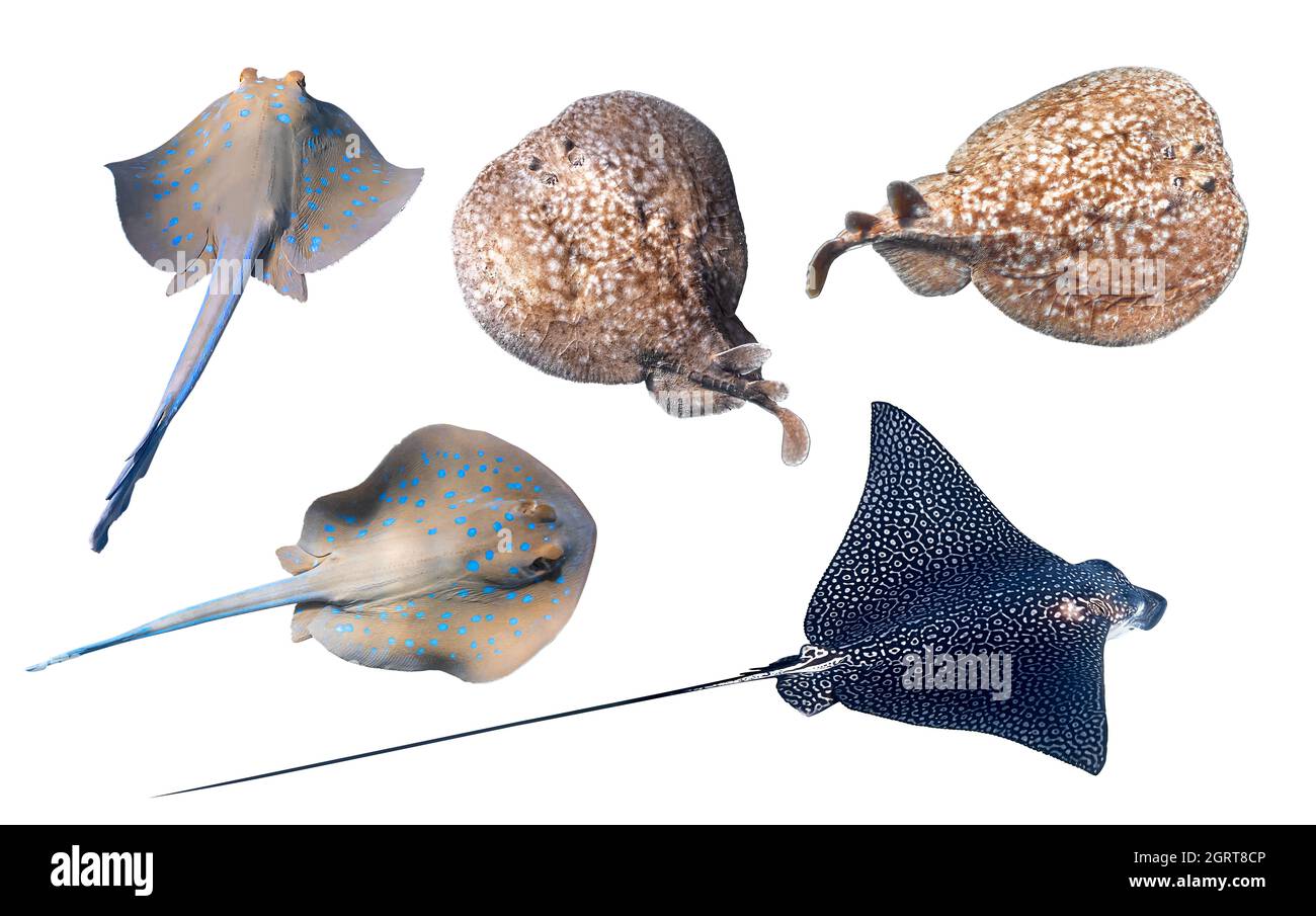 Verschiedene Arten von Stachelrochen isoliert auf einem weißen Backgr Bluespotted Ribbontail Ray, Panther Electric Ray, Spotted Eagle Ray. Set von Unterwasser-Dangerou Stockfoto