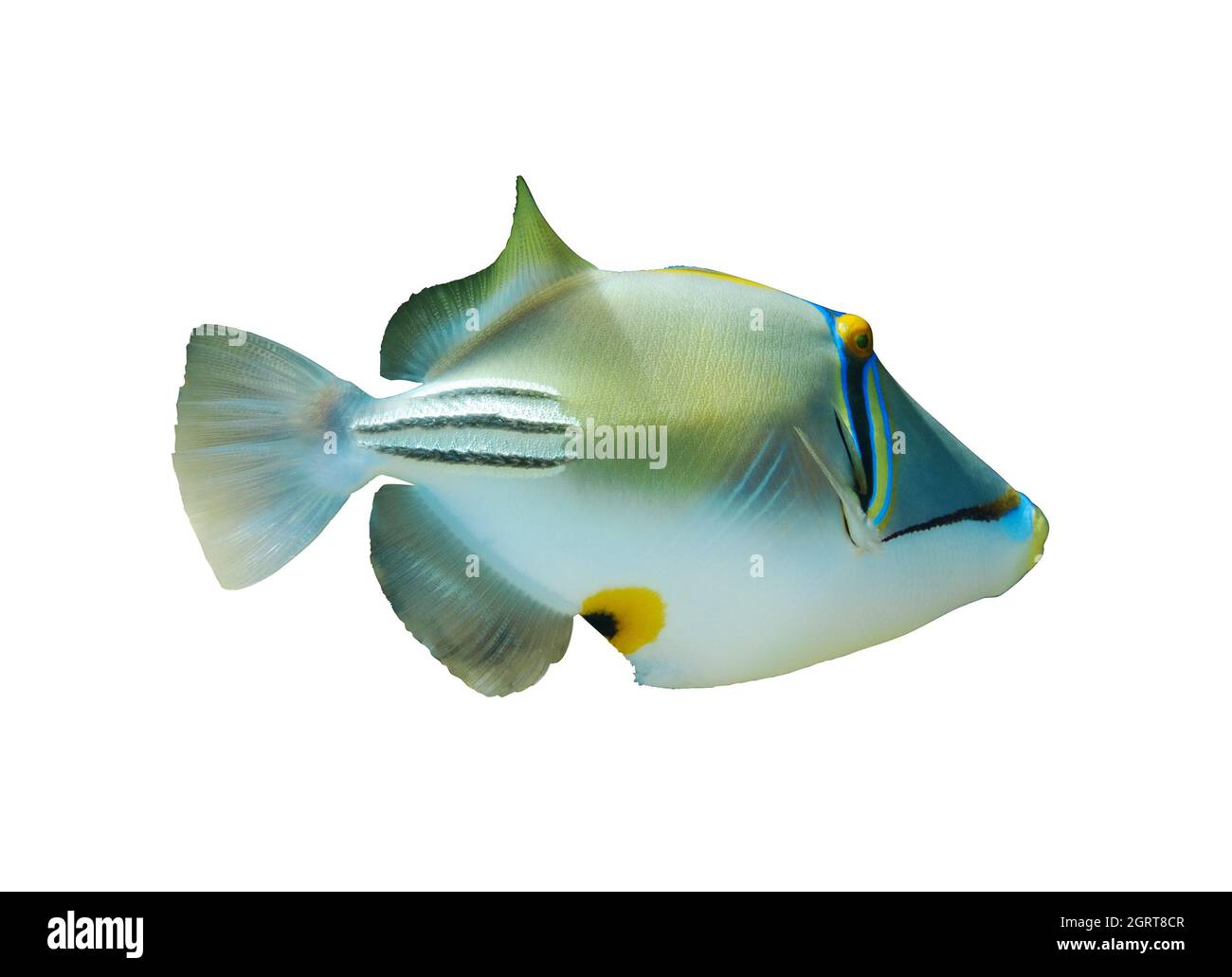 Arabischer Picassofisch (Rhinecanthus assasi, Triggerfisch) isoliert auf weißem Hintergrund, Rotes Meer. Ungewöhnliche tropische helle Fische. Unterwasserfoto, Seitenwist Stockfoto