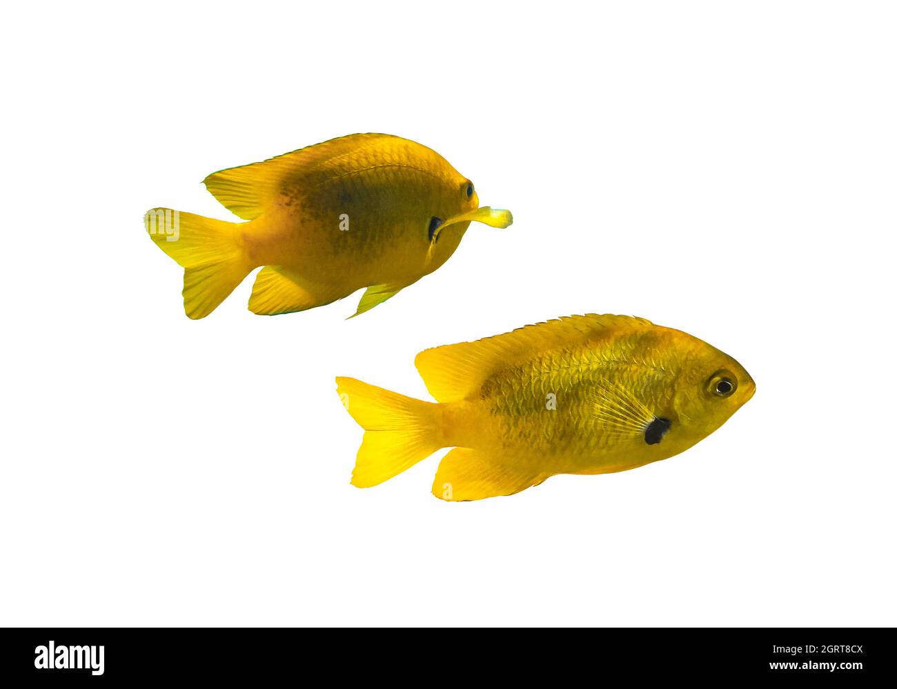 Ein Paar leuchtend gelbe tropische Fische, isoliert auf weißem Hintergrund. Nahaufnahme von zwei kleinen Goldfischen mit Salzwasser. Unterwasserwelt des Roten Meeres, Ägypten. Schnitt Stockfoto