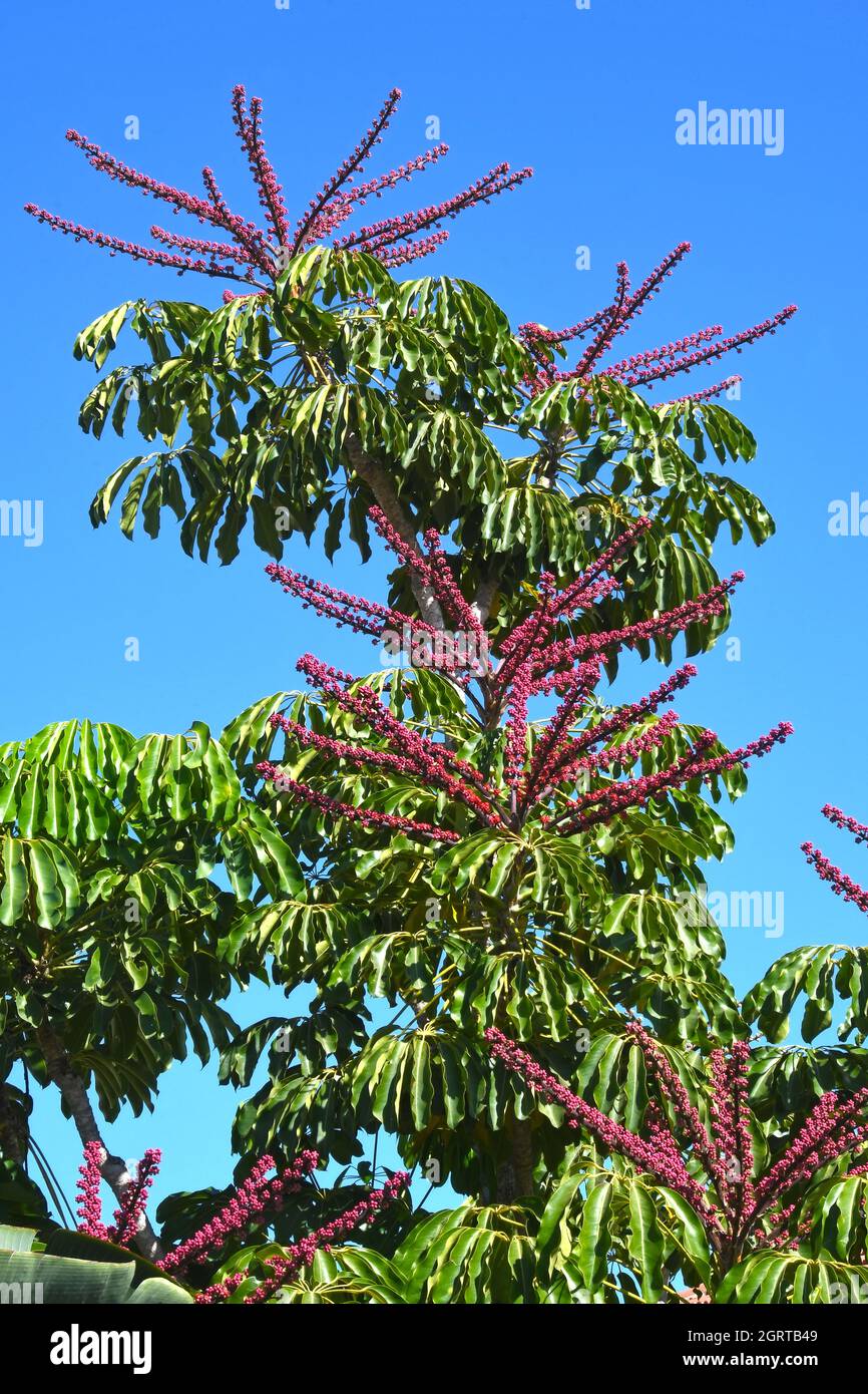 Schefflera Blüte Stockfoto