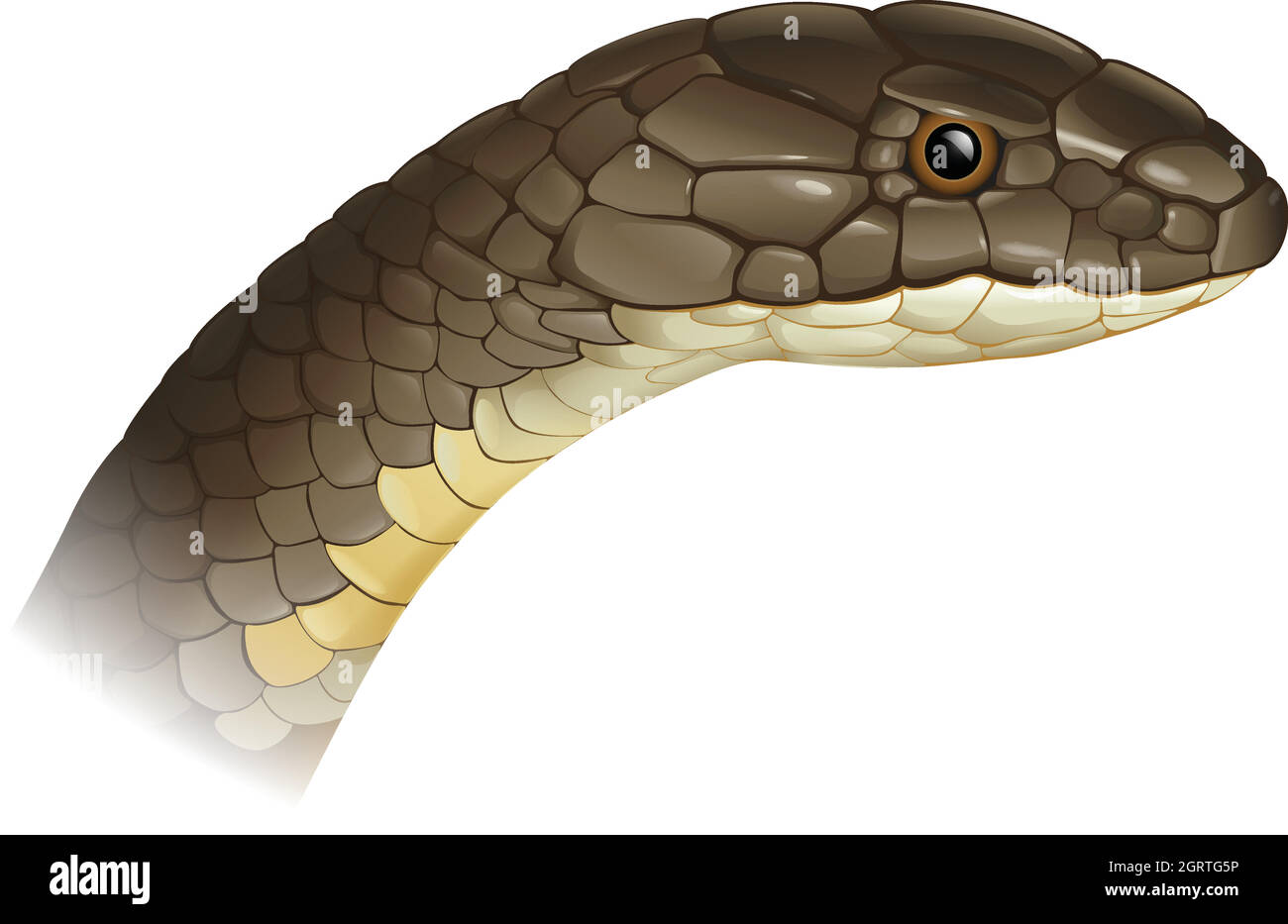 Ophiophagus hannah Stock Vektor