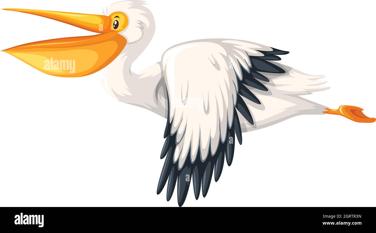 Ein Pelikan, der auf weißem Hintergrund fliegt Stock Vektor