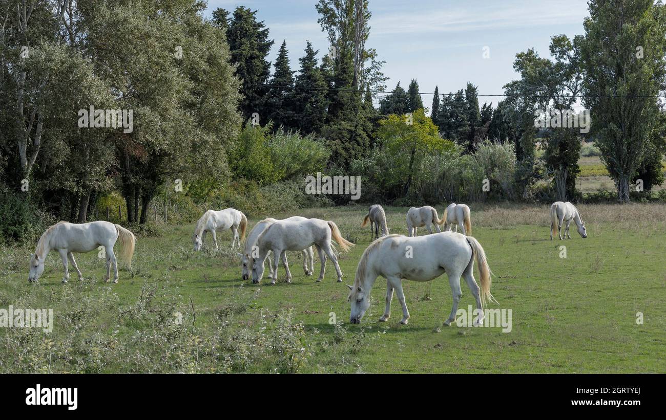 Weiße Pferde aus der Camargue Frankreich Stockfoto