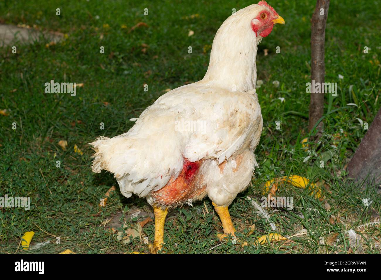 Selektive Nahaufnahme eines verletzten Hähnchens mit offener Wunde in der Freilandfarm Stockfoto