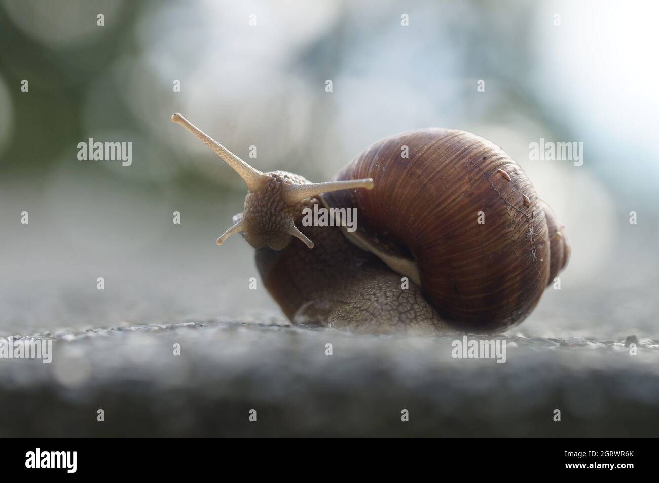 Helix pomatia, stolze Schnecke, die den Kopf hochlegt und in die Kamera schaut Stockfoto