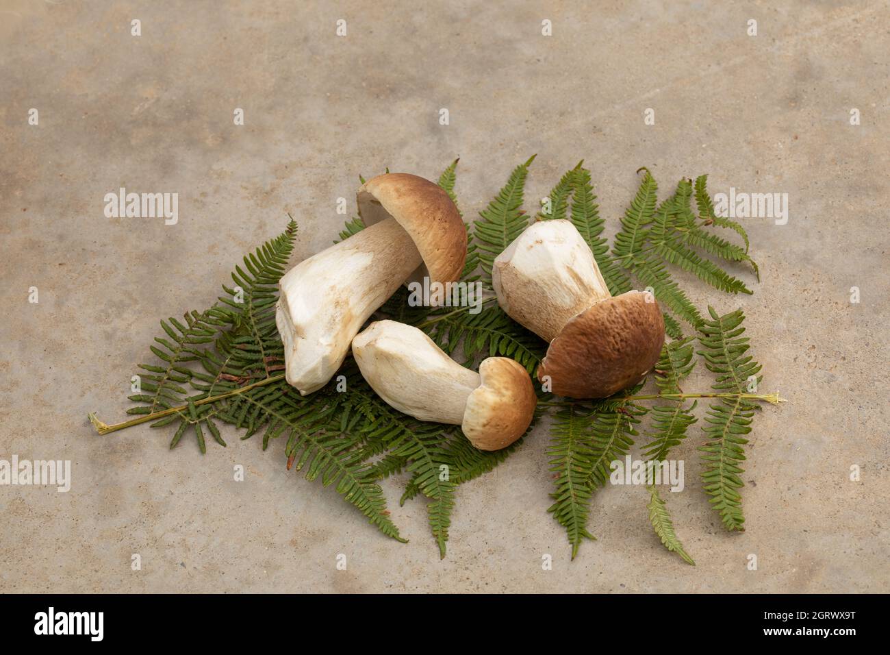 Mehrere Zeps wurden im Herbst auf Farnen geerntet Stockfoto