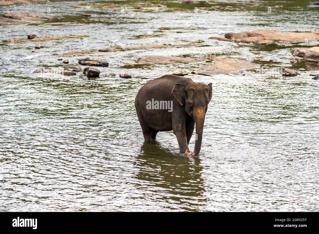 Elefant im pinnawala Elefantenwaisenhaus, einem Waisenhaus, Kindergarten und Zuchtgebiet für wilde asiatische Elefanten in Gefangenschaft. Sri Lanka. Stockfoto