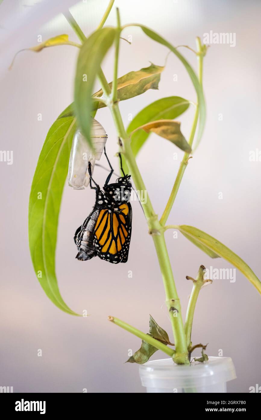 Ein von Hand erhobener Monarch-Schmetterling aus Gefangenschaft, Danaus plexippus, tauchte aus Chrysalis in einem Schmetterlingskäfig mit Blumenschlauch und Milchkraut auf. Kansas, USA Stockfoto