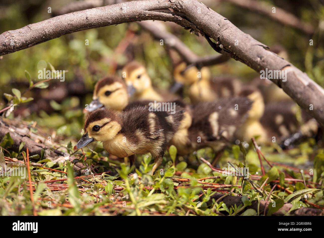 Little Brown Baby Muscovy Ducklings Cairina Moschata scharen sich in Einem Teich in Naples, Florida Stockfoto