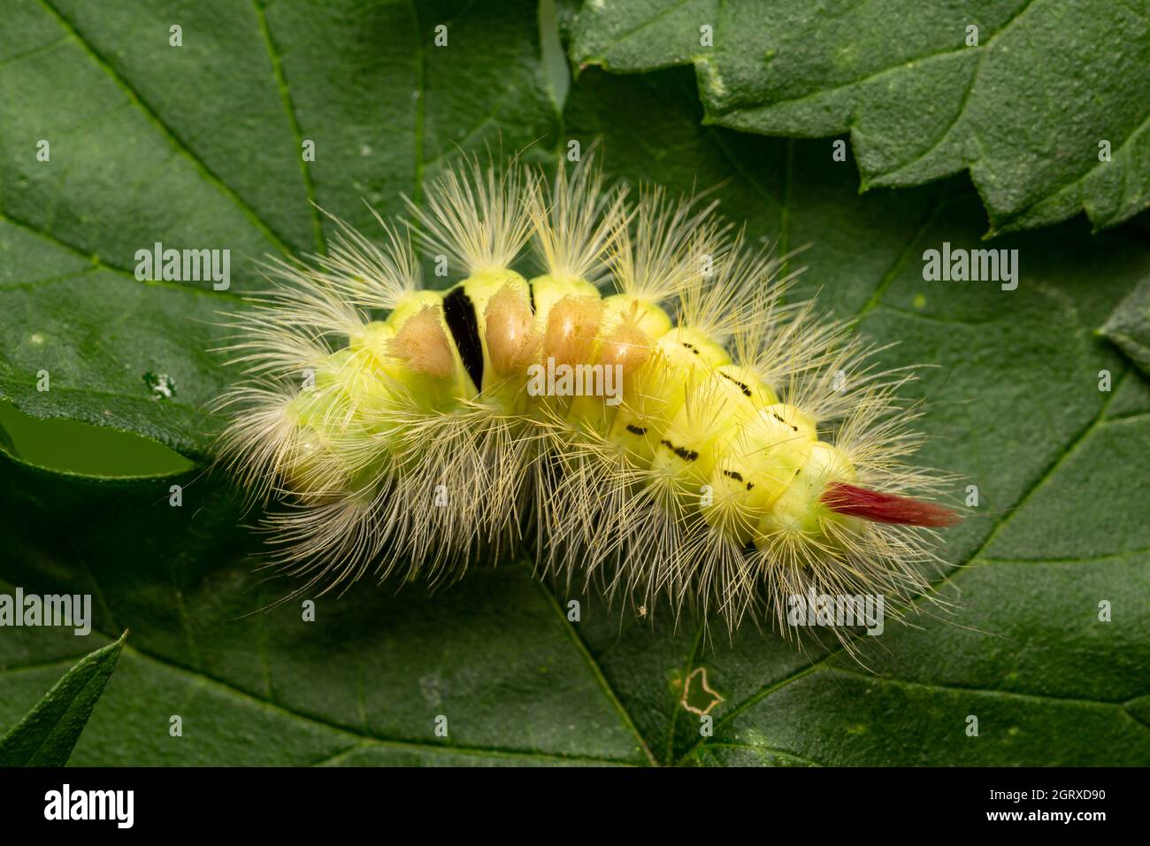 Caterpillar of the Pale Tussock Moth (Calliteara pudibunda) Stockfoto