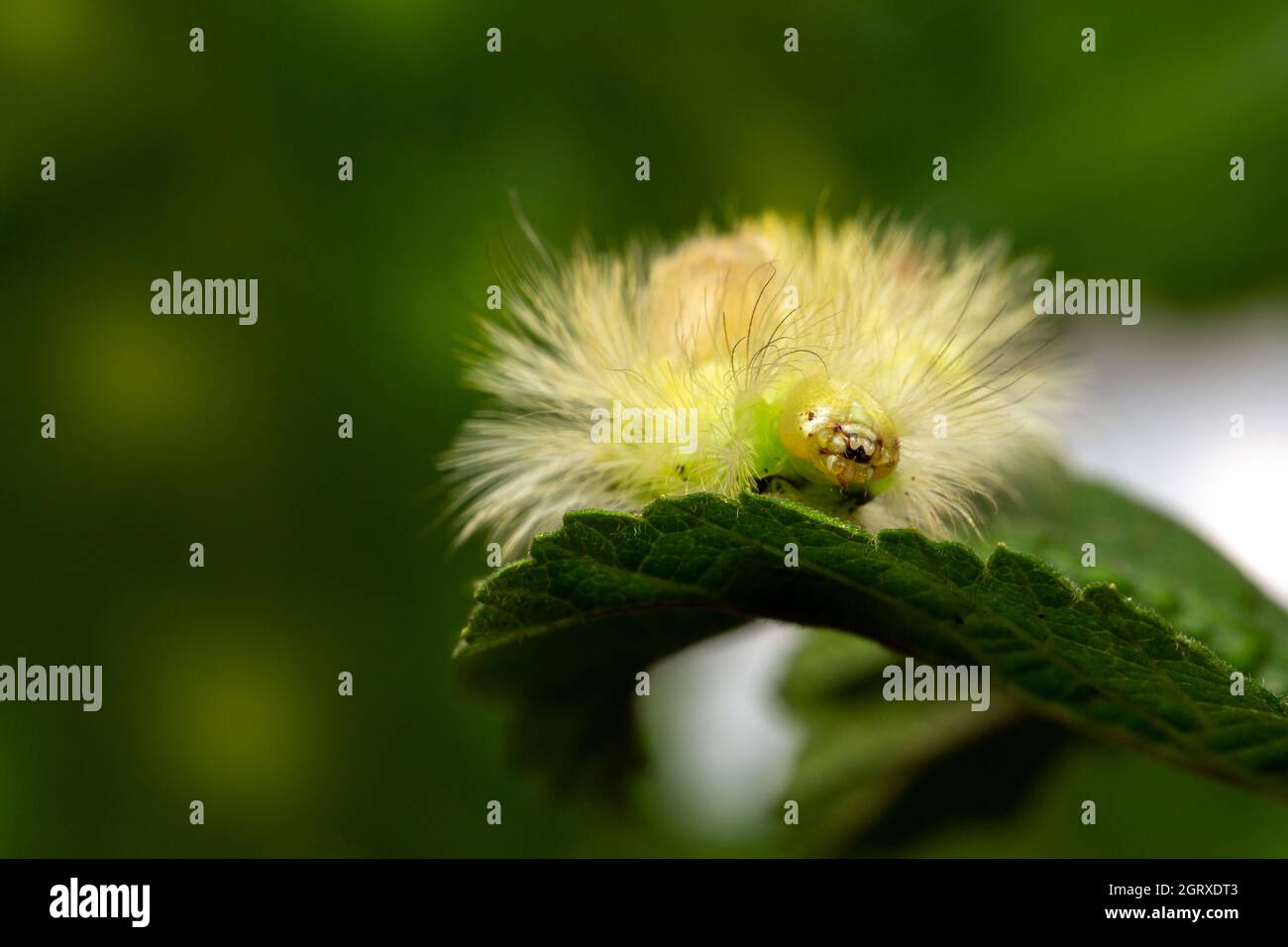 Caterpillar of the Pale Tussock Moth (Calliteara pudibunda) Stockfoto