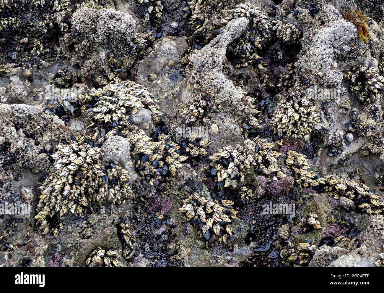 Meeresgestein voller Seepocken, Muscheln und anderer Weichtiere und Algen, Meeresgestein, horizontal Stockfoto