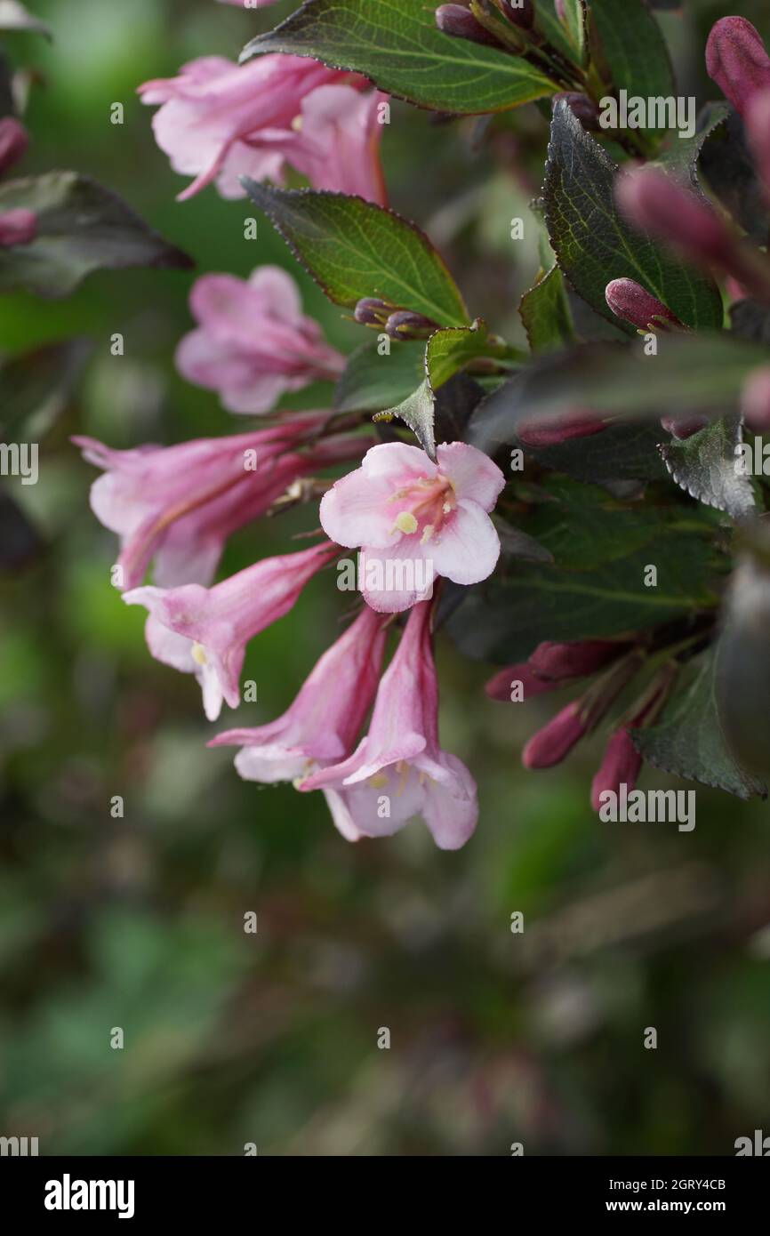 Nahaufnahme eines Strauches einer Weigela mit roten Blättern und rosa Blüten. Vertikales Foto. Stockfoto